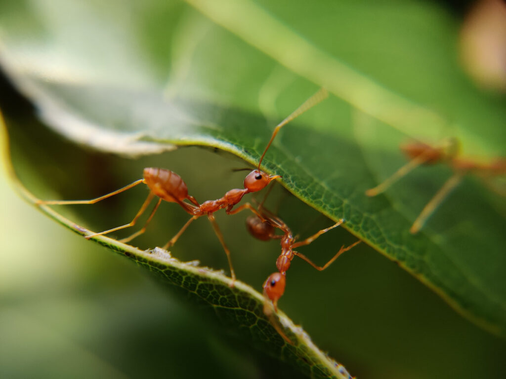 Picture of ants on a leaf