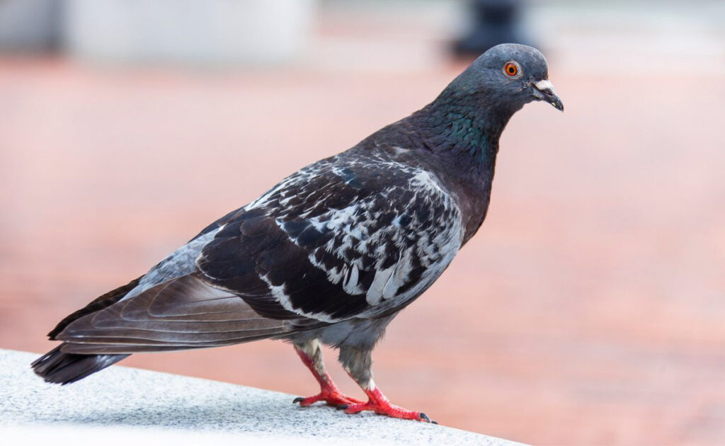 Picture of a Pigeon
