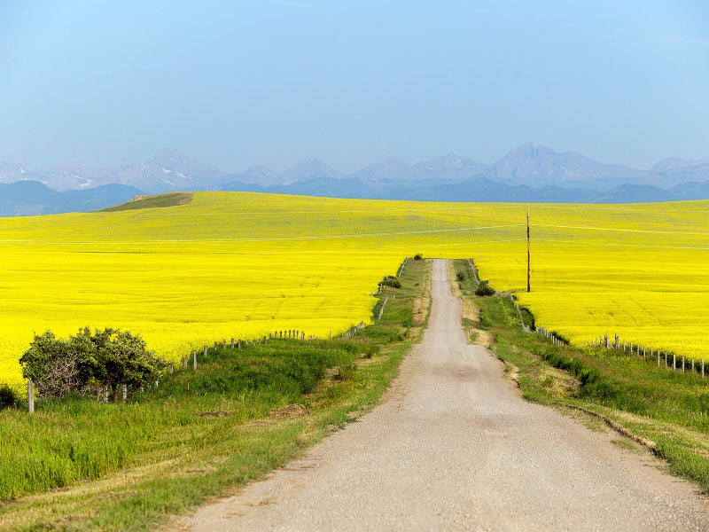 Yellow fields with a gravel road in the middle