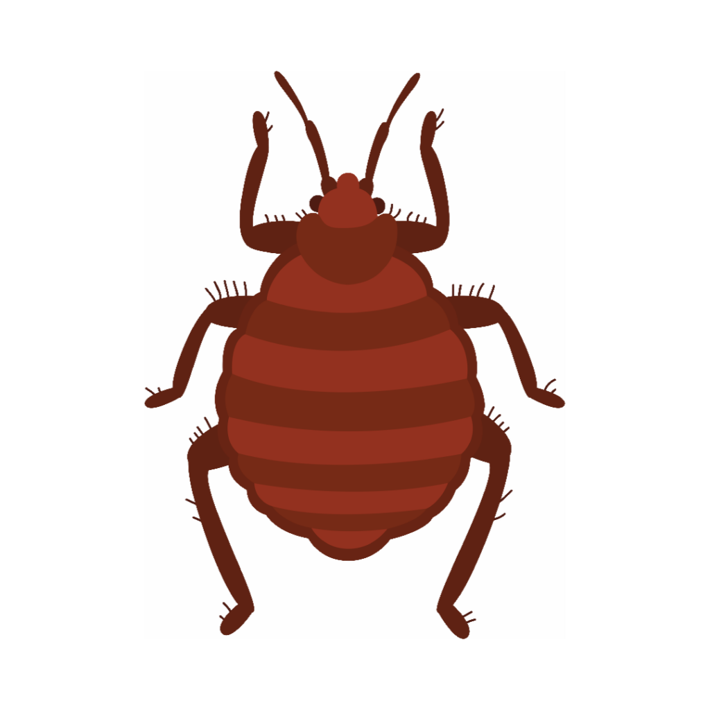 Graphic of a bed bug