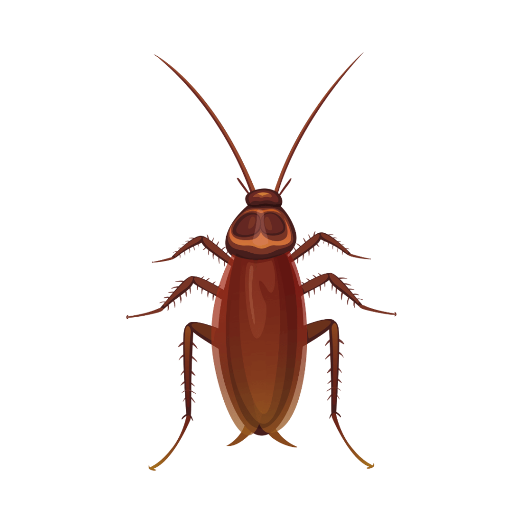 Graphic of a Cockroach
